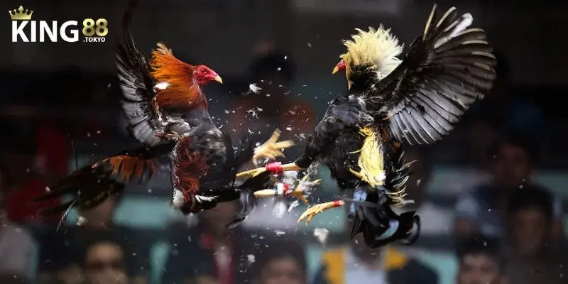 Đá gà trực tuyến Cập nhật đa dạng trận đấu với chiến kê hàng tuyển