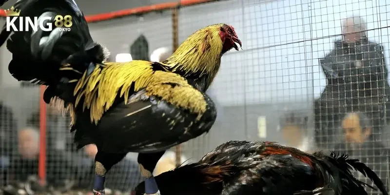 Đá gà thomo Đấu trường hợp pháp, chuyên nghiệp