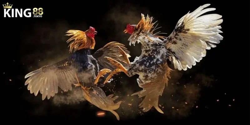 Đá gà king88 Giới thiệu sảnh đá gà king88