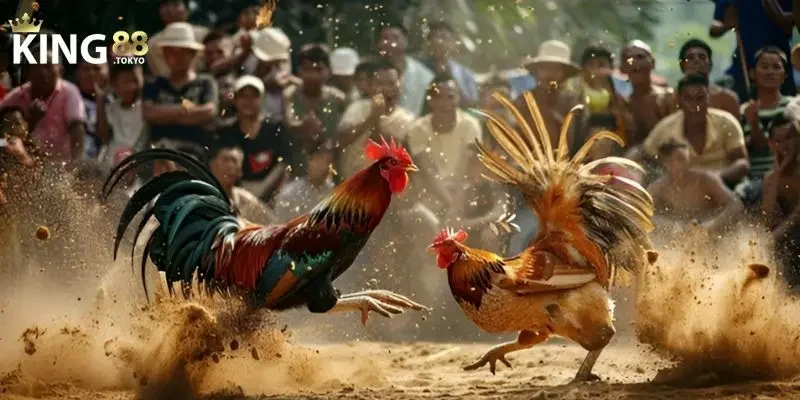 Đá gà thomo Giới thiệu sơ lược đá gà thomo