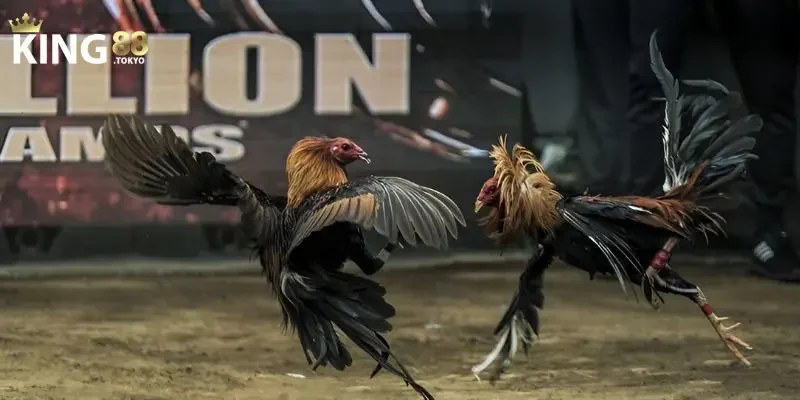 Đá gà trực tuyến Giới thiệu đôi nét sân chơi đá gà trực tuyến King88