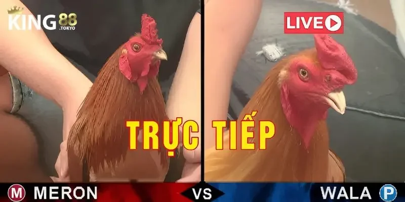 Xem đá gà trực tiếp Tích hợp cá cược nhanh chóng, tiện lợi